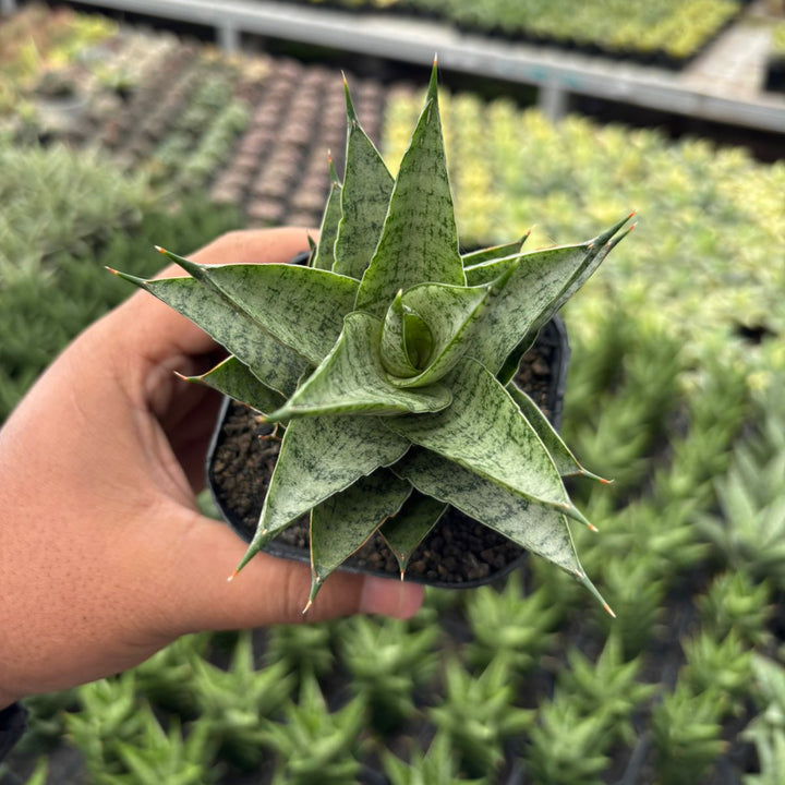 Sansevieria Lotus
