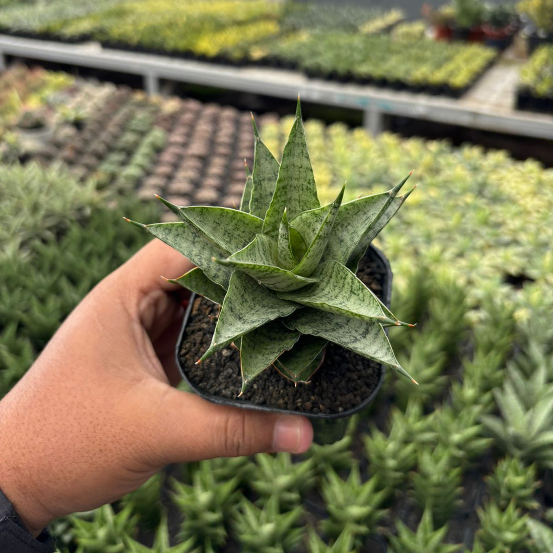 Sansevieria Lotus