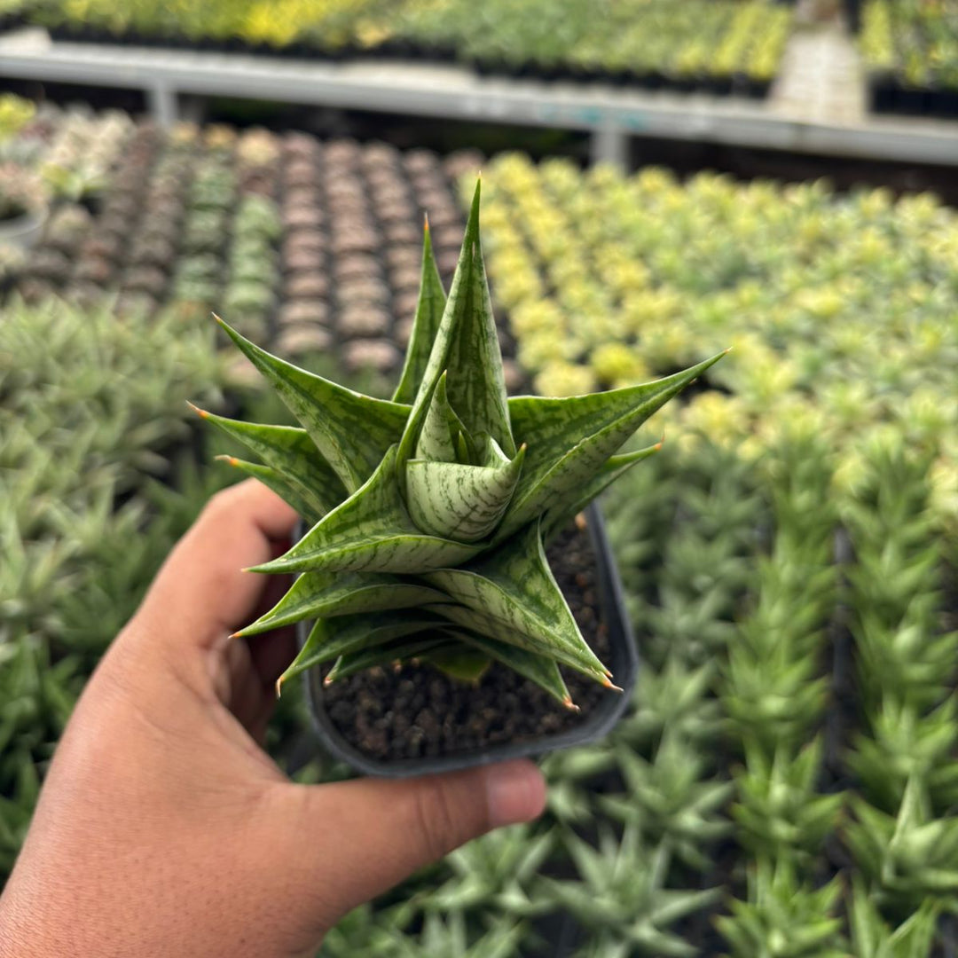 Sansevieria Win Win
