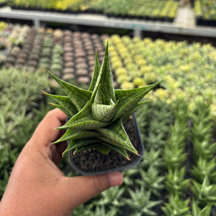 Sansevieria Win Win