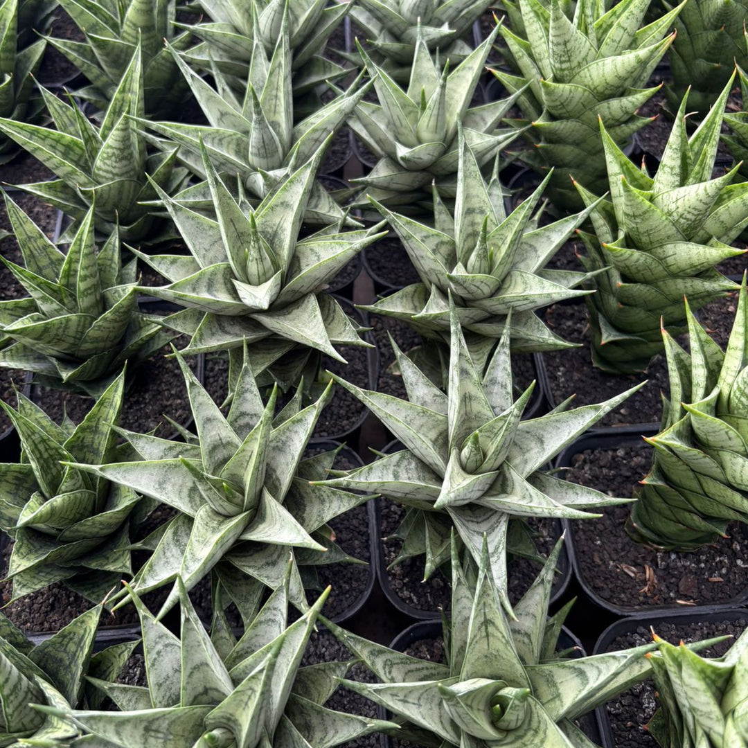 Sansevieria Zora