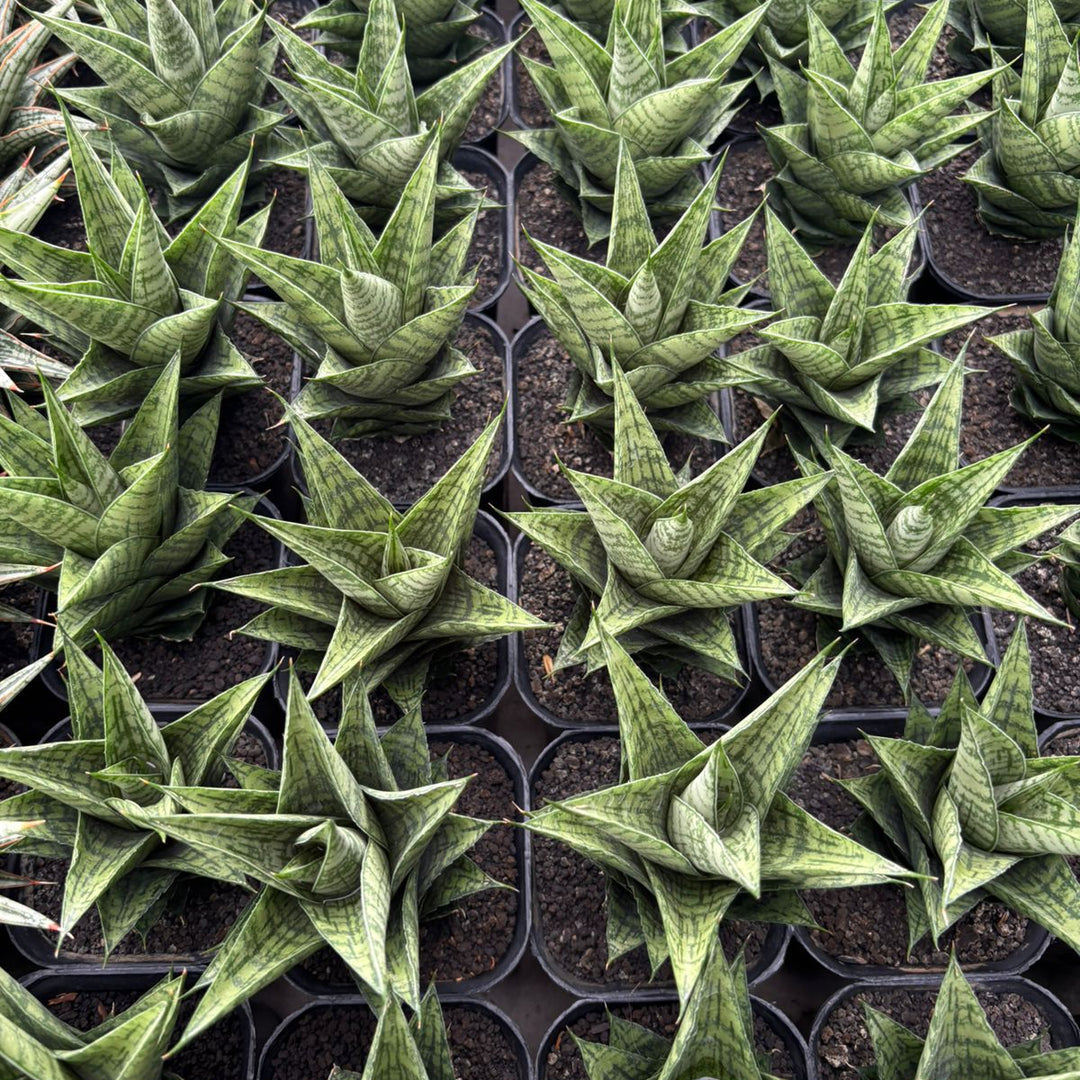 Sansevieria Ratu Saba