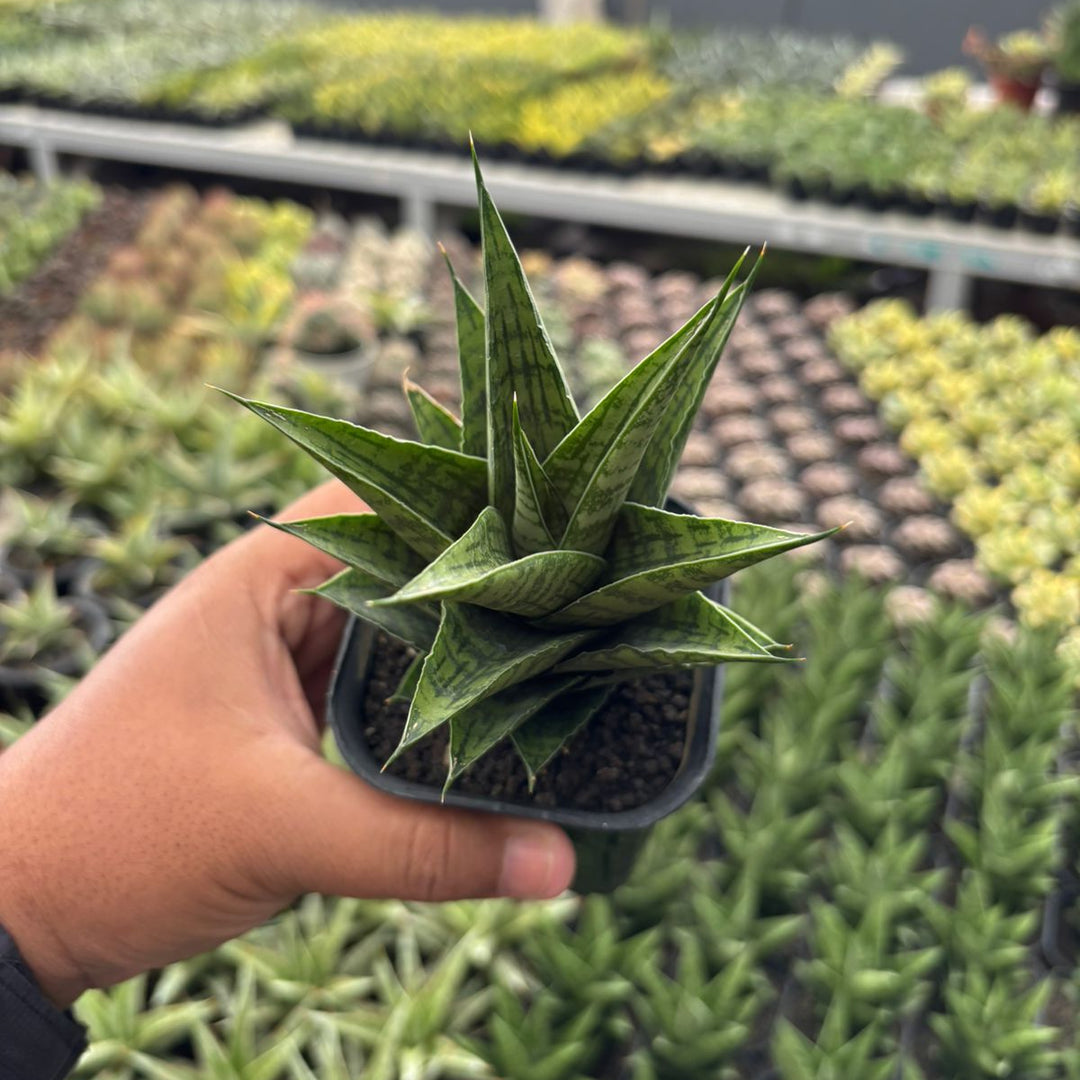 Sansevieria Ratu Saba