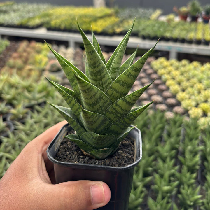 Sansevieria Ratu Saba