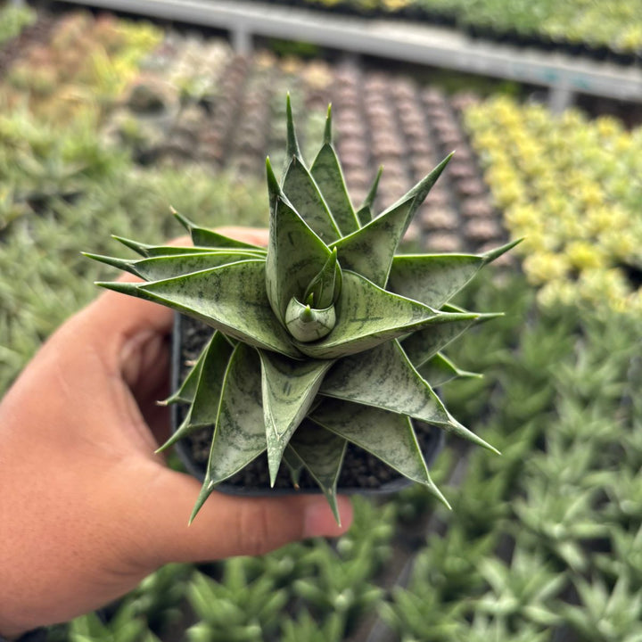 Sansevieria Zora