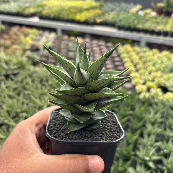 Sansevieria Zora