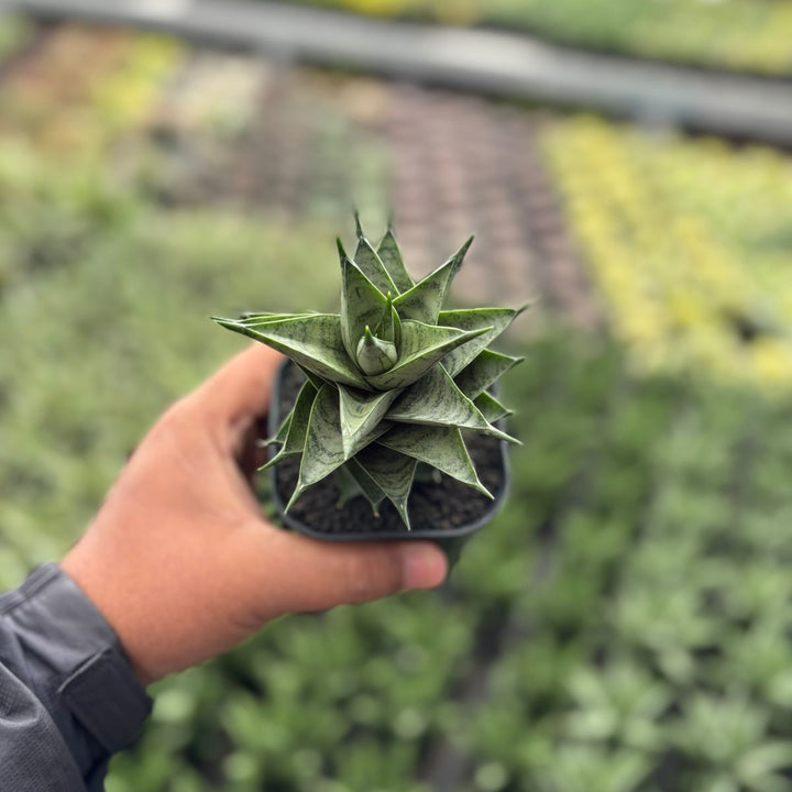 Sansevieria Zora
