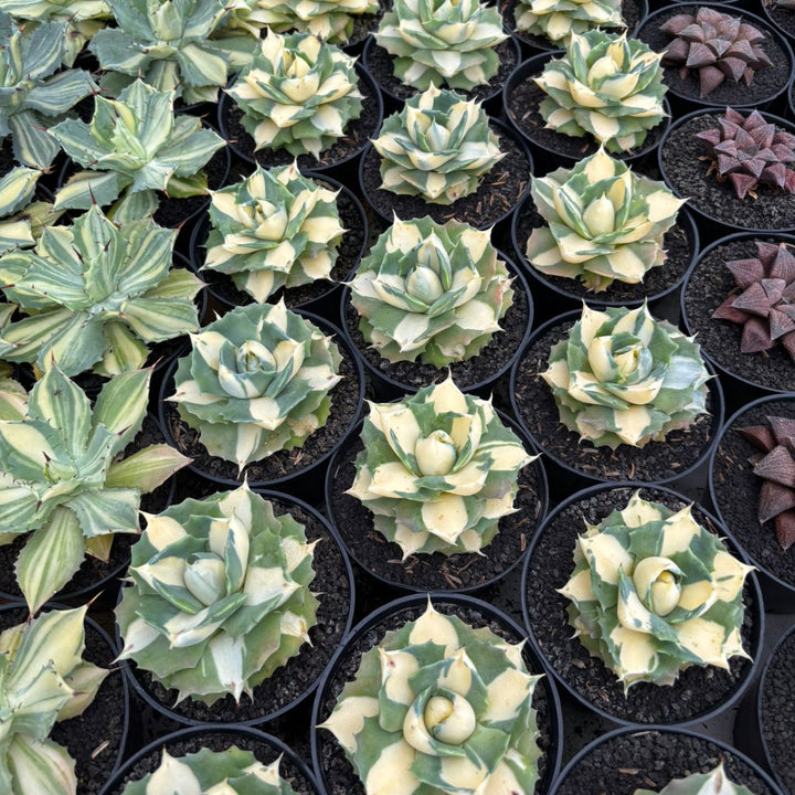 Agave Ohi Raijin Shiro Nakafu Yellow Variegated