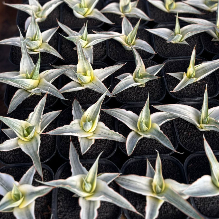 Sansevieria Snow White – Succulentasia