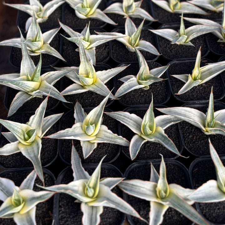 Sansevieria Snow White