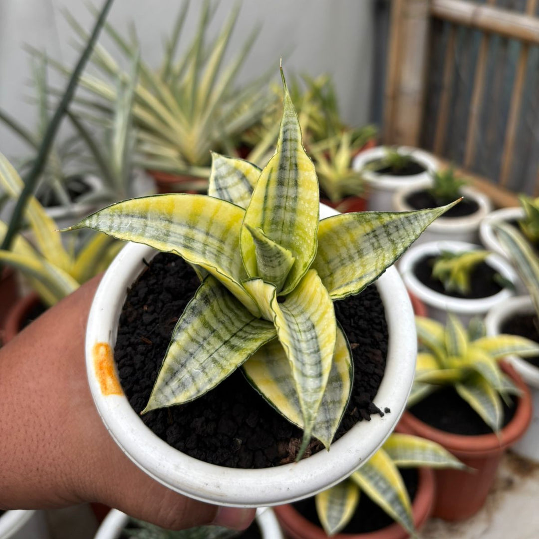 SA01 sansevieria spyder variegated