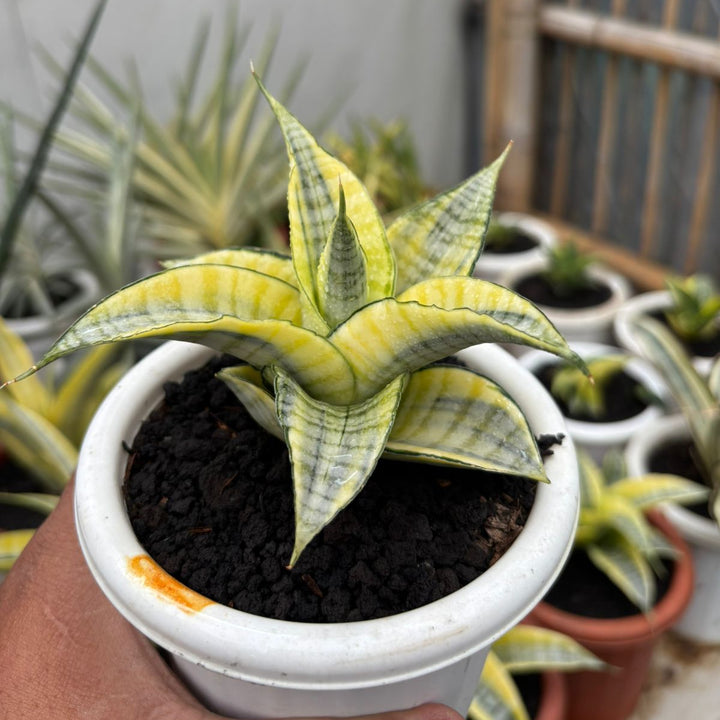 SA01 sansevieria spyder variegated