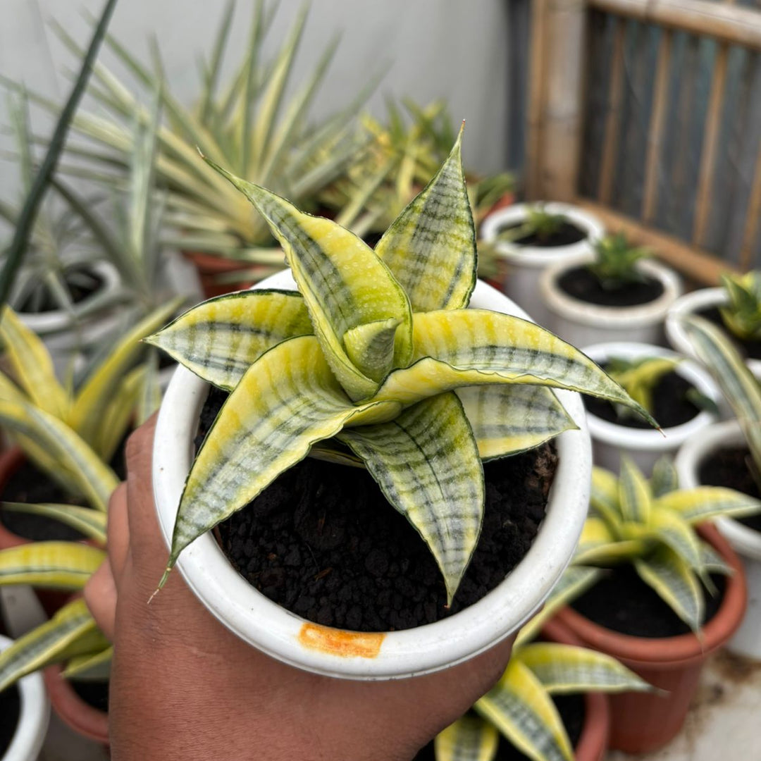 Sansevieria Spyder Aurea variegated