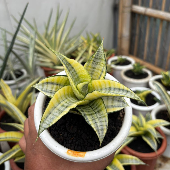 SA01 sansevieria spyder variegated