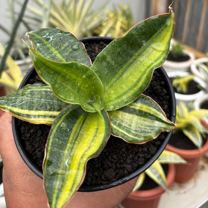 sansevieria Black Rose Variegated