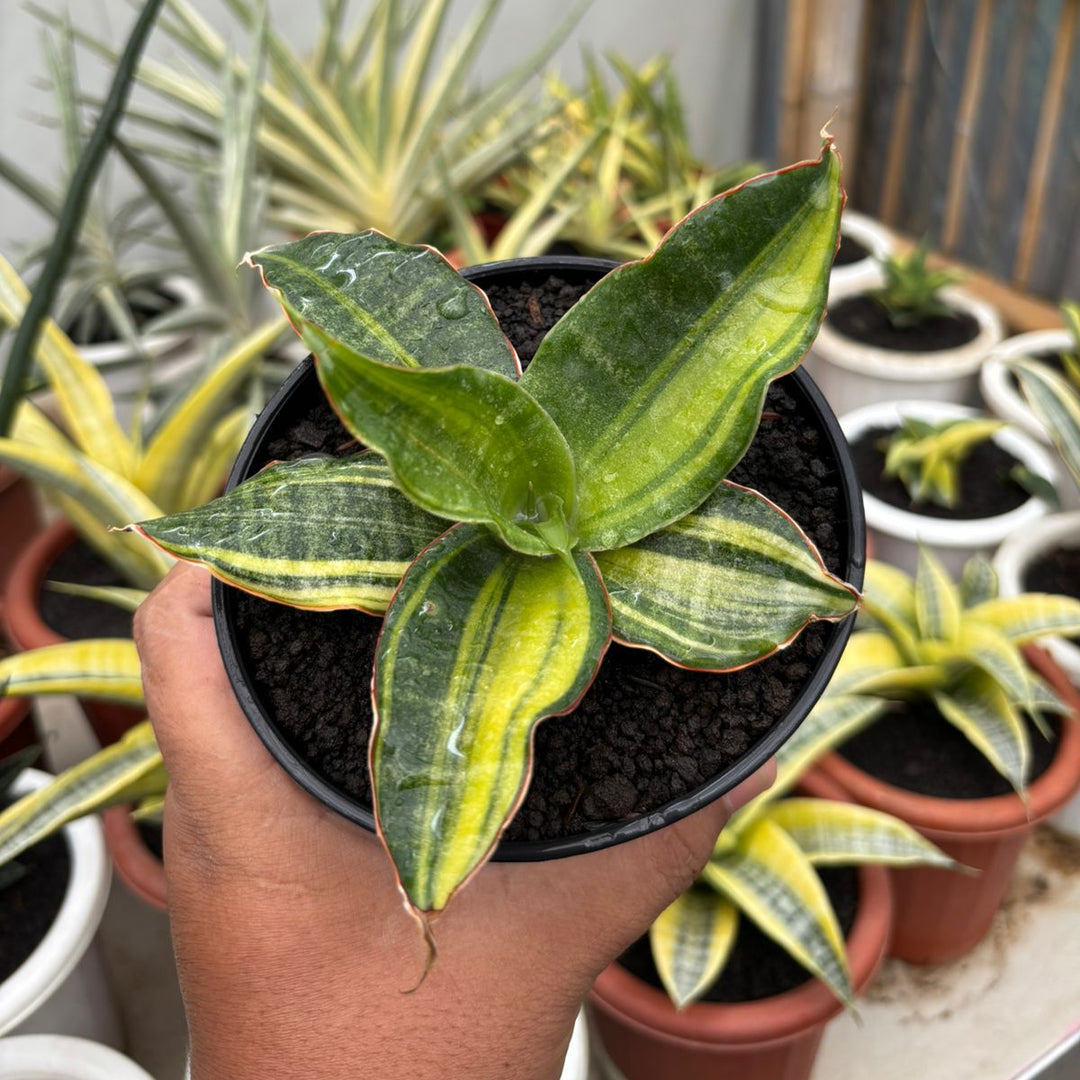 sansevieria black sansevieria Black Rose Variegated – Succulentasia
