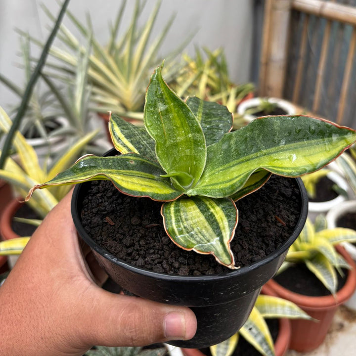 sansevieria Black Rose Variegated