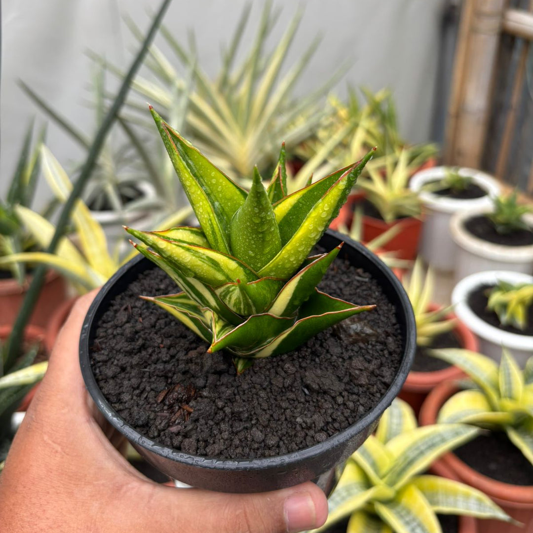Sansevieria  Tower Variegated