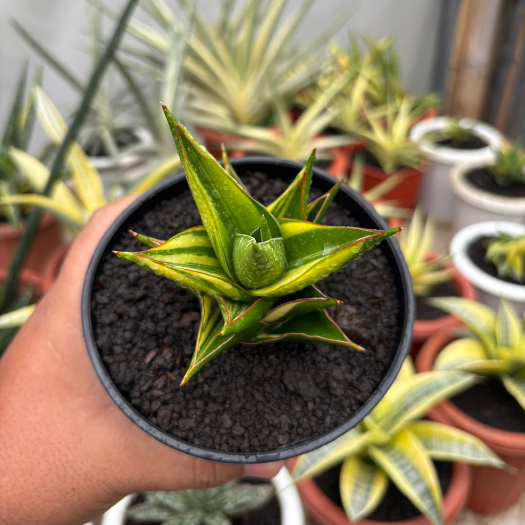 Sansevieria  Tower Variegated