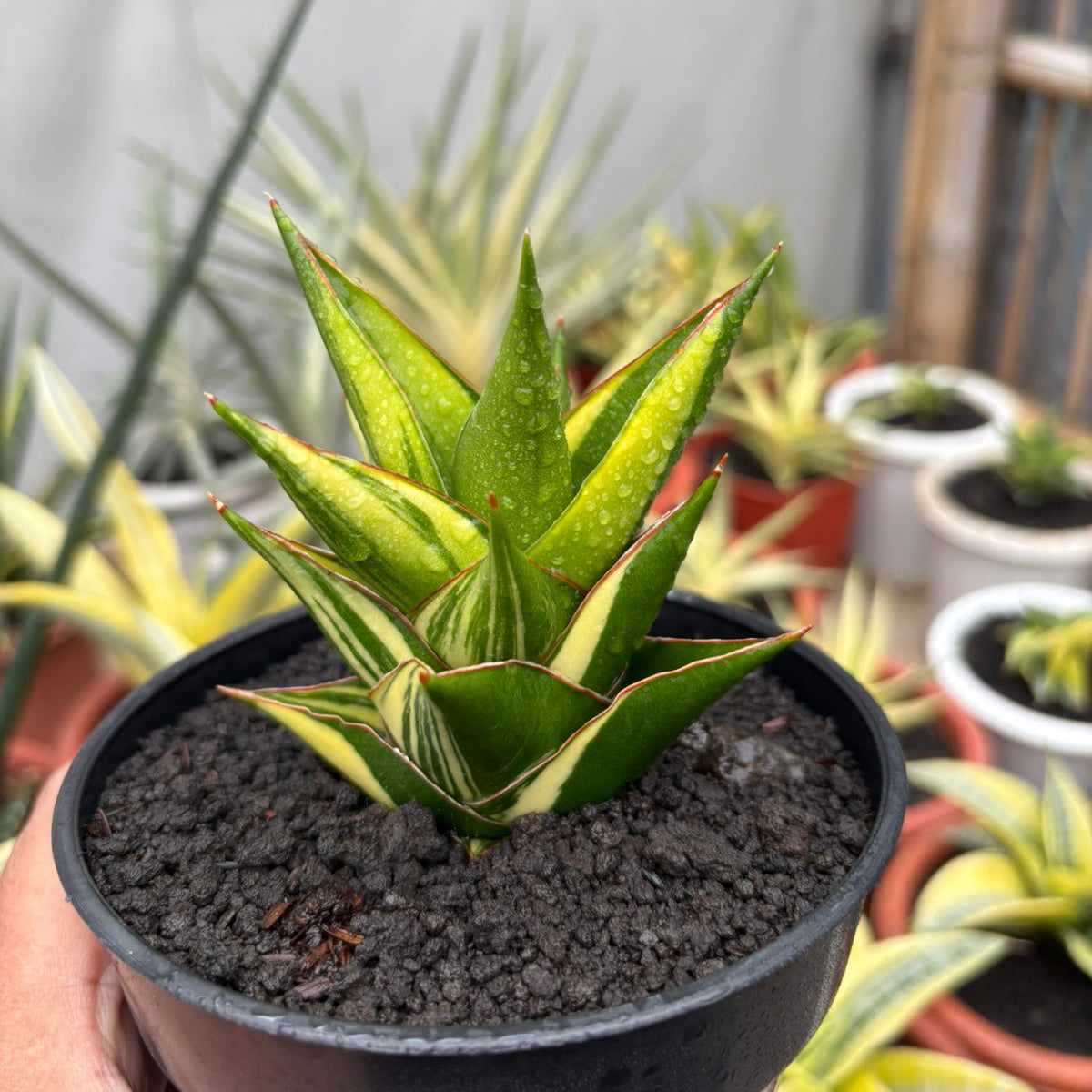 Sansevieria Tower Variegated – Succulentasia