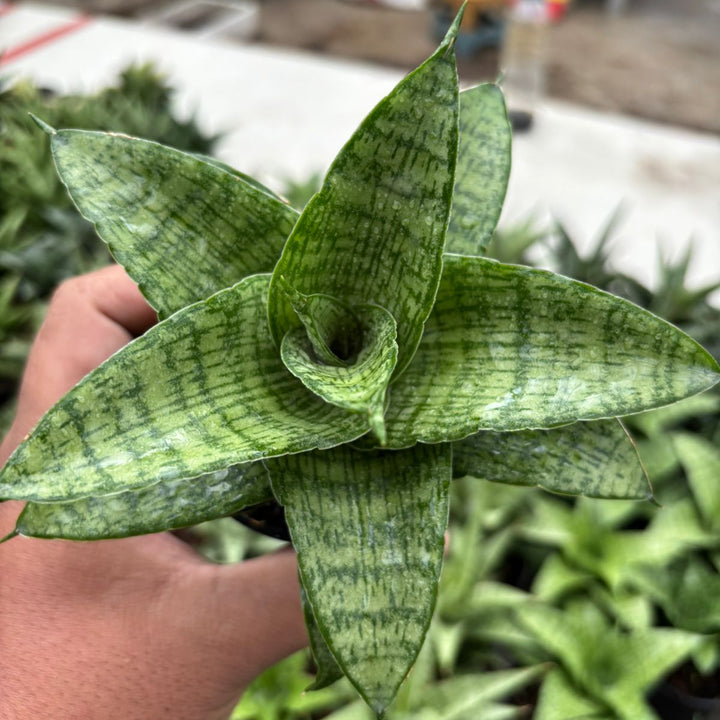 Sansevieria Cassara