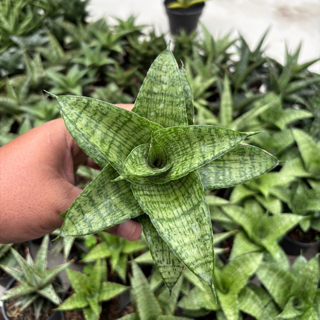 Sansevieria Cassara