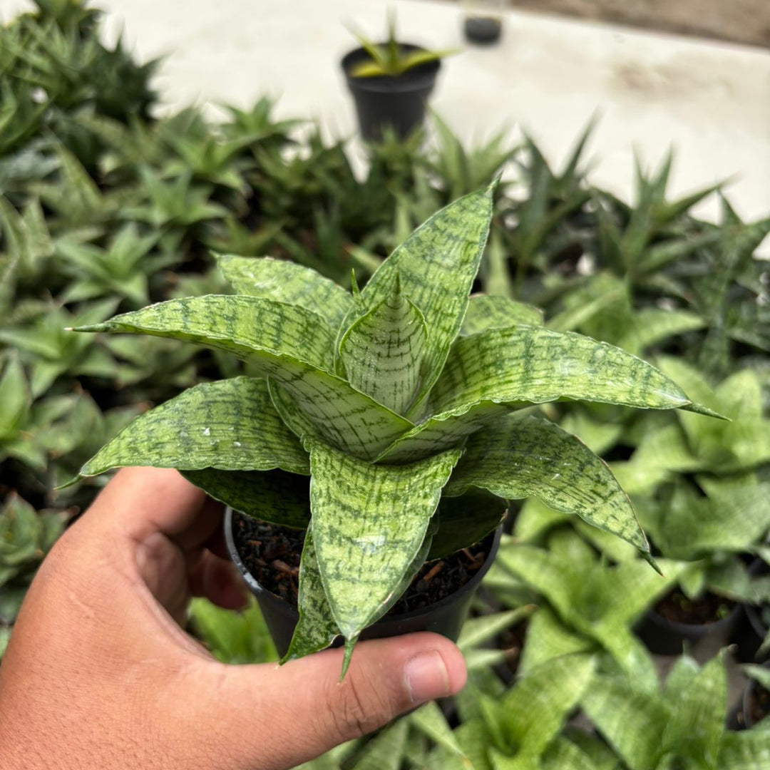 Sansevieria Cassara