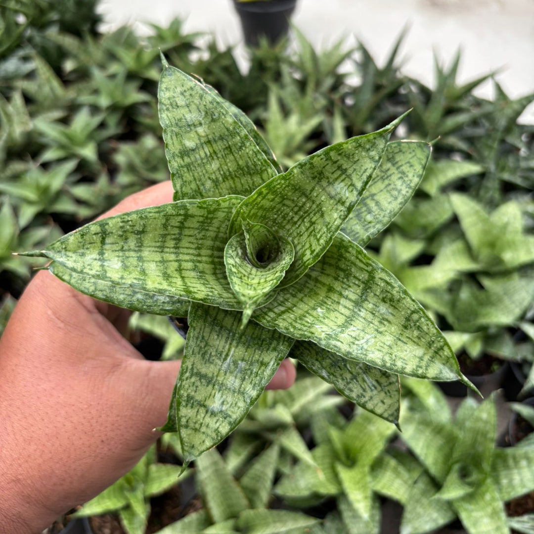 Sansevieria Cassara