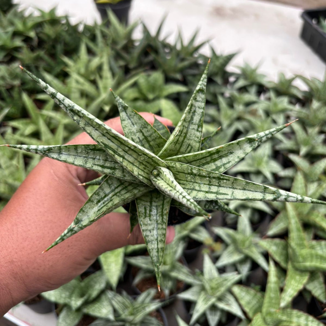 Sansevieria Irisbella