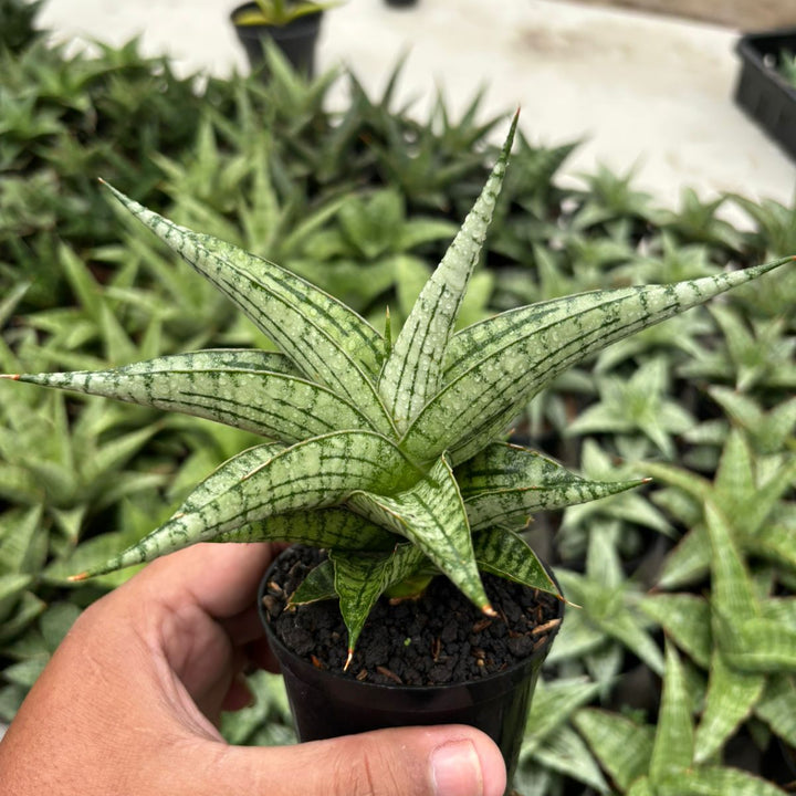 Sansevieria Irisbella