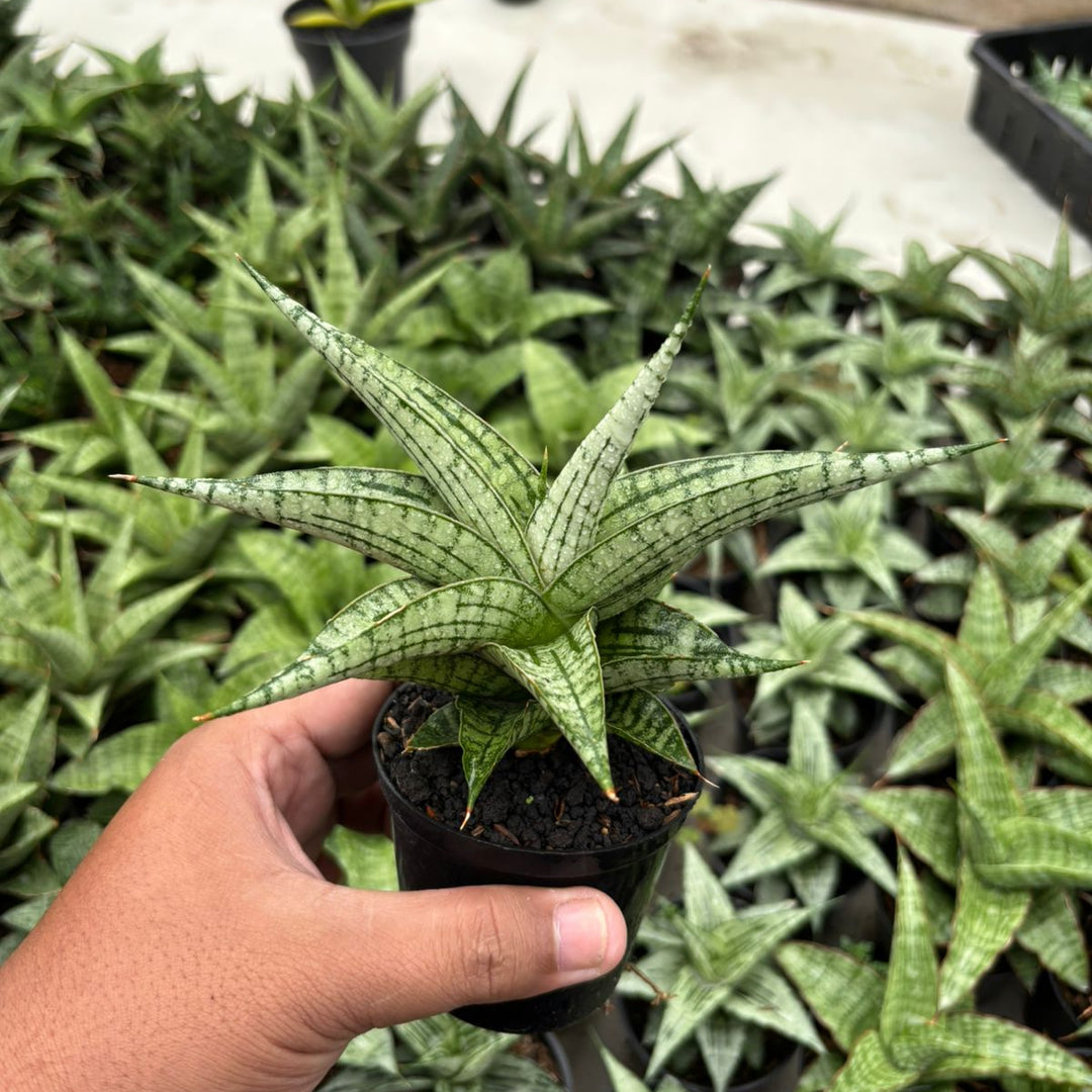 Sansevieria Irisbella