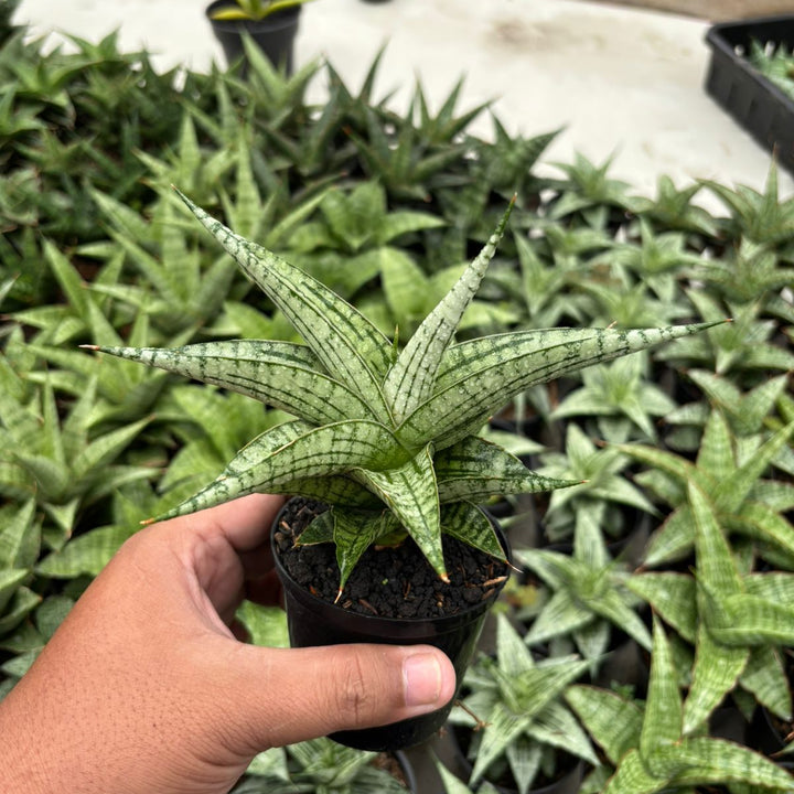 Sansevieria Irisbella