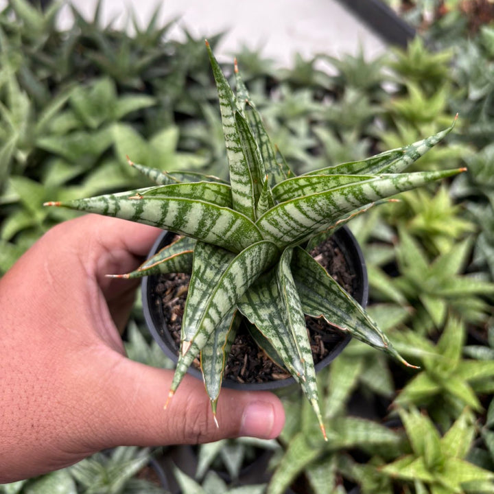 Sansevieria Aff Sindoro