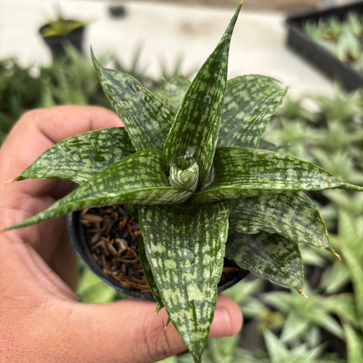 Mansevieria Mosar – Succulentasia