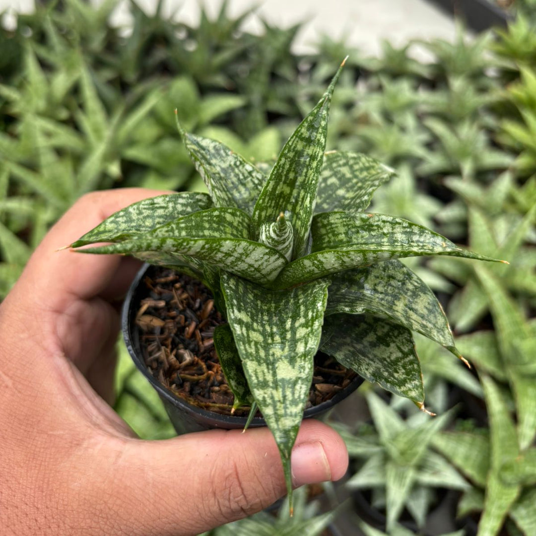 Sansevieria Mosar