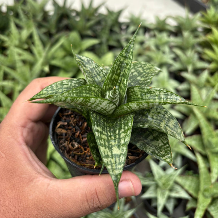 Sansevieria Mosar