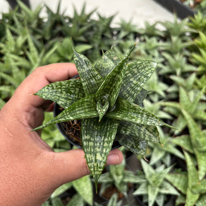 Sansevieria Mosar