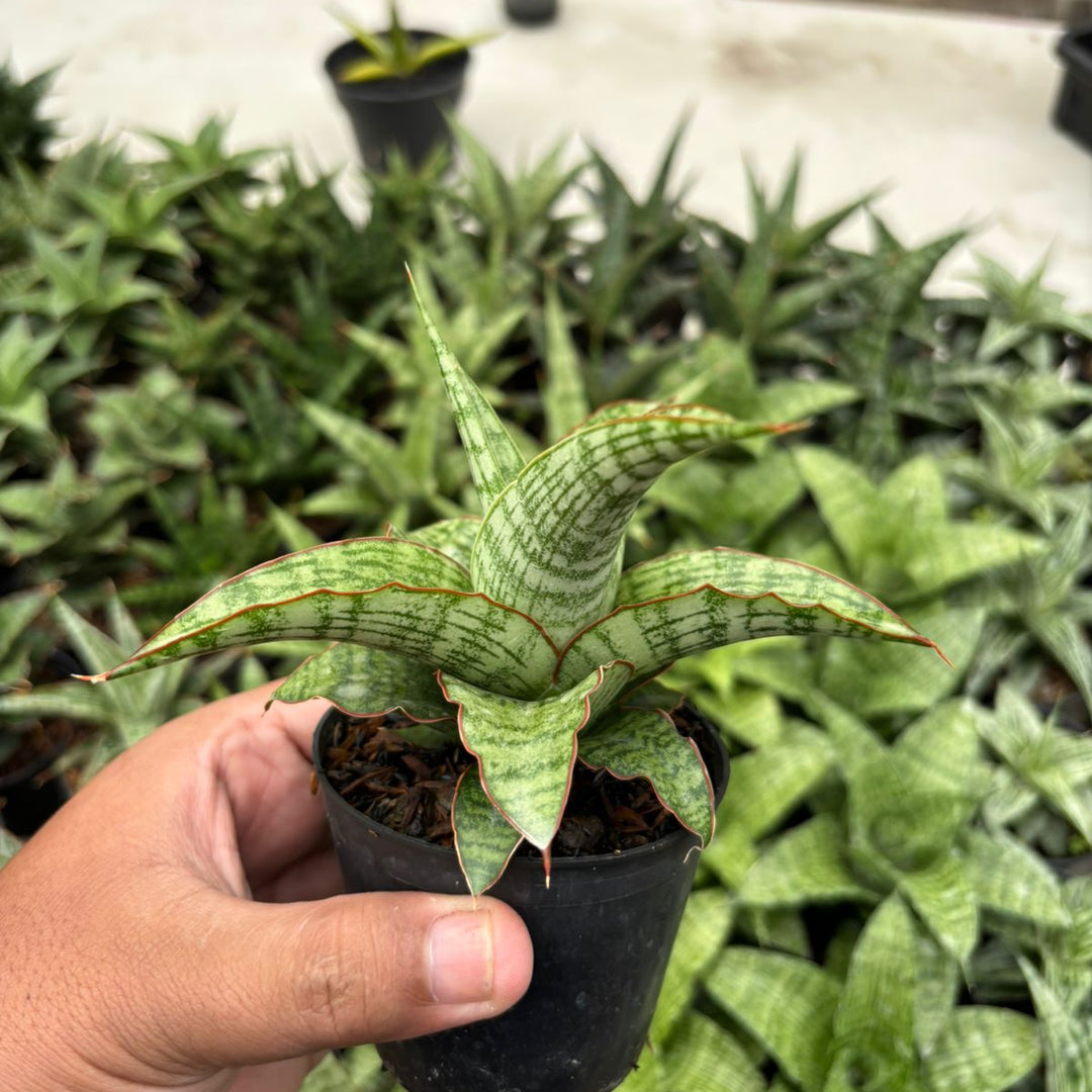 Sansevieria Mahameru