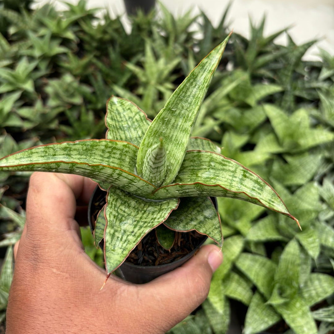 Sansevieria Mahameru