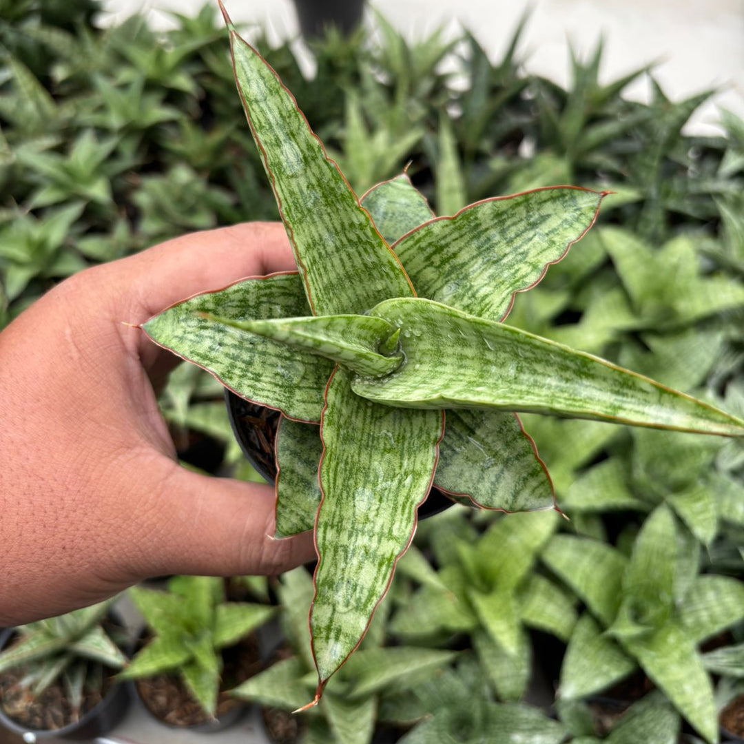 sansevieria meechai Sansevieria Mahameru – Succulentasia