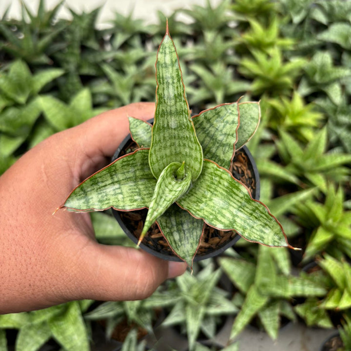 Sansevieria Mahameru