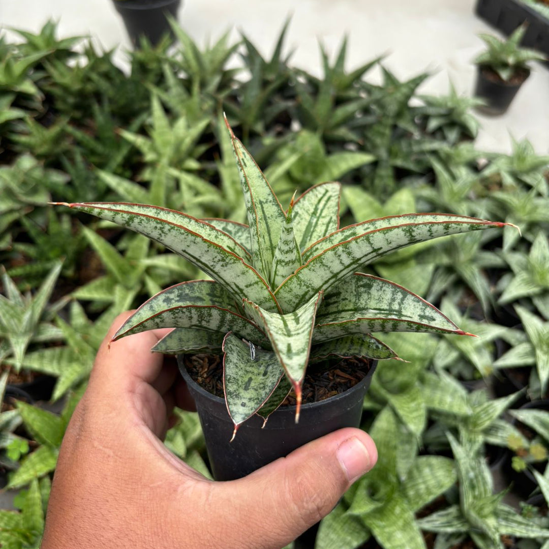 Sansevieria Joshepin x Personi Basebal