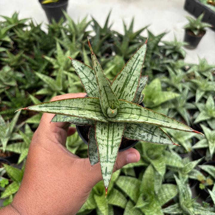 Sansevieria Joshepin x Personi Basebal