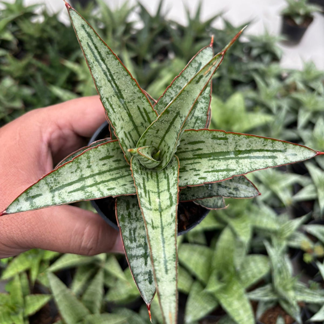 Sansevieria Joshepin x Personi Basebal