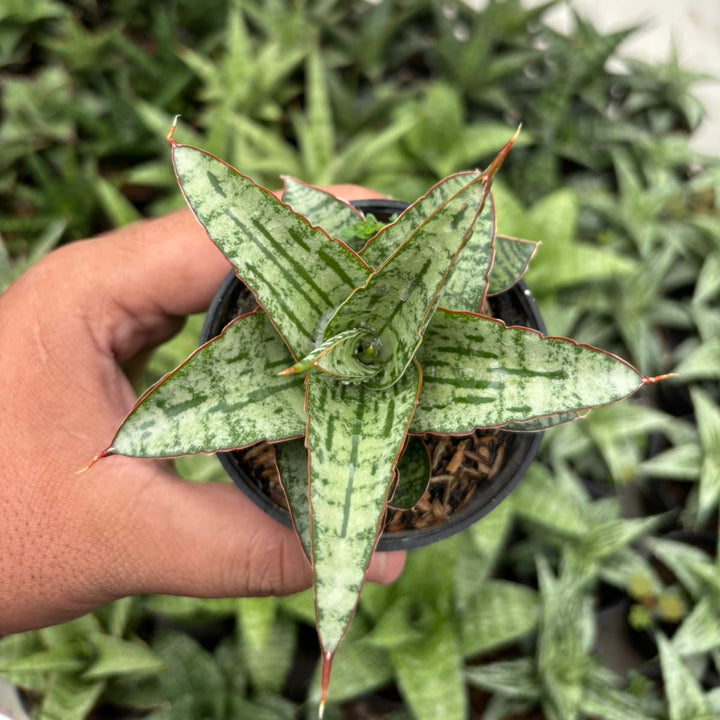 Sansevieria Joshepin x Personi Basebal