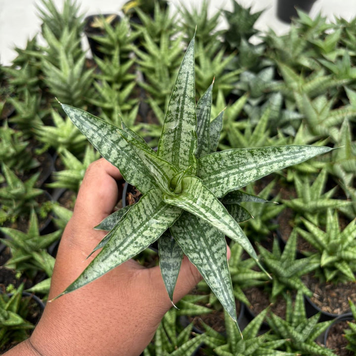 Sansevieria Gepeng