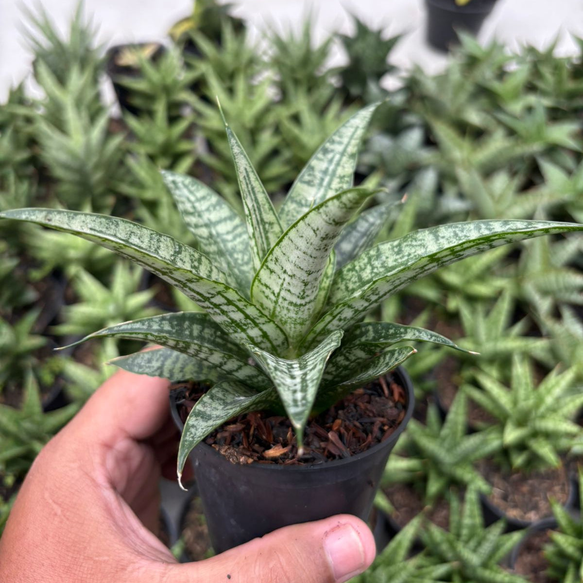 sansevieria hybrid fenomenal Sansevieria Gepeng