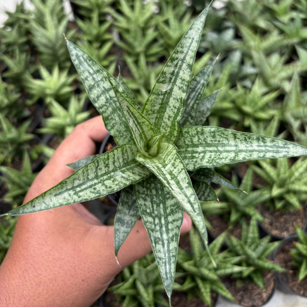 Sansevieria Gepeng