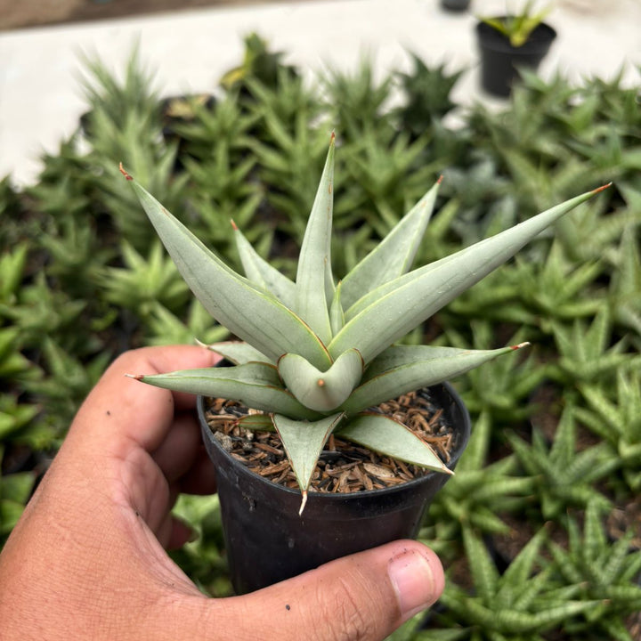 Sansevieria Chanin Thorut