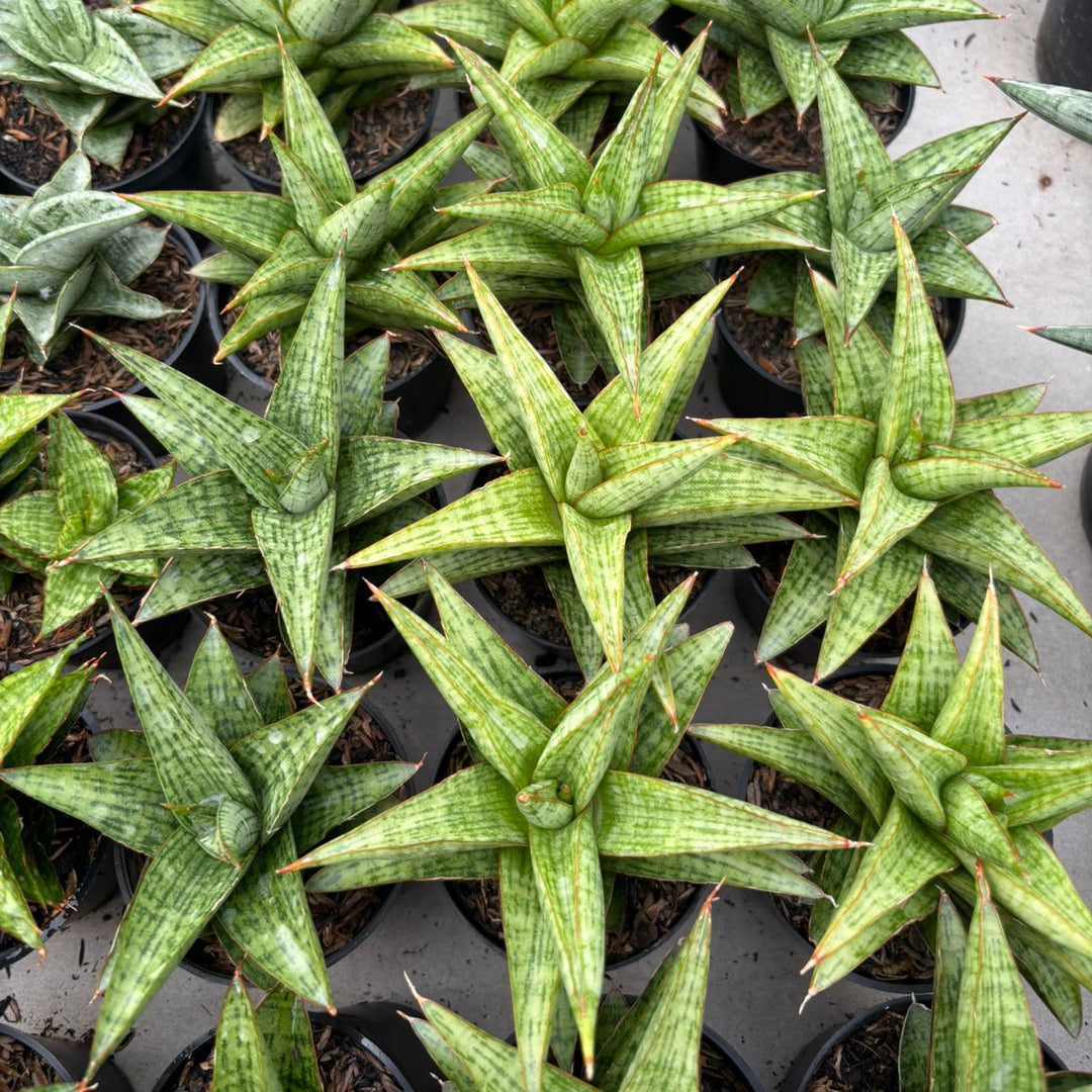 Sansevieria Liwa